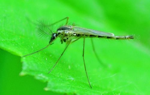 Réf. 358 539 : Chaoborus sp.